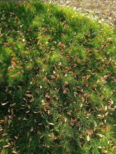 阳光下的翠绿草地