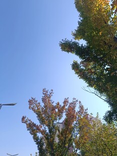 秋日树梢与蓝天美景