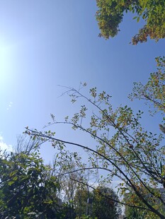 蓝天绿树间的清新景致