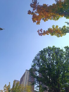 秋日树梢与蓝天景致