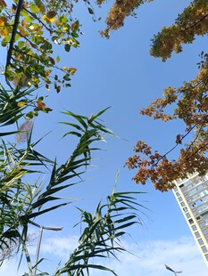 仰望蓝天与枝叶间的高楼