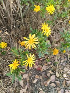 野外绽放的黄色小花