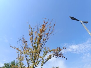 蓝天树枝与路灯的景致