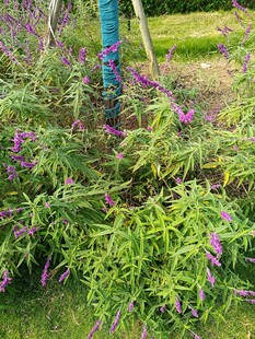 紫色花丛中的绿植景观