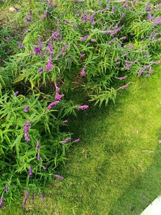 绿叶间的紫色花卉景观