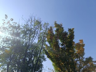 秋日阳光下的树木景观