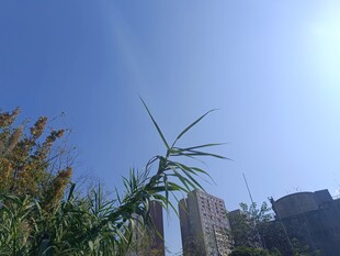 蓝天翠竹与高楼