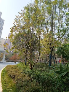 城市中的静谧绿植景观