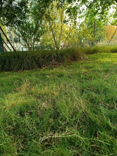 绿意盎然的草地树林景观