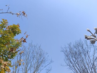 蓝天树木间的监控设备