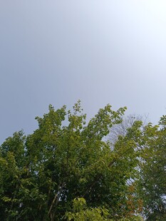 蓝天绿树的清新景致