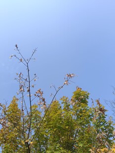 秋日树梢与蓝天景致