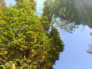 蓝天映衬下的葱郁绿树