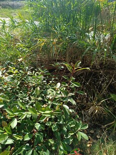 野外繁茂的绿色植物景观