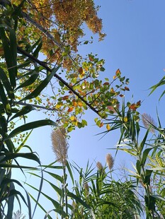 秋日蓝天旁的绿植与繁花