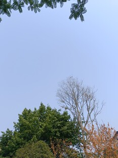 树梢上的蓝天与多彩树木