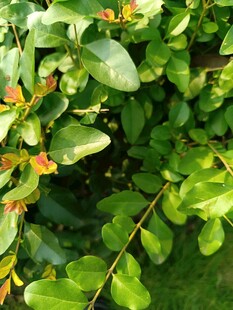 翠绿繁茂的枝叶景观