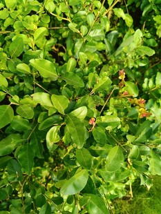 绿叶间的红色小果