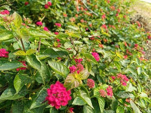 鲜艳花丛绽放美丽色彩