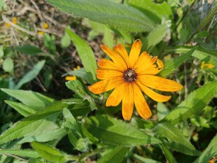 黄色黑心菊绽放于绿叶间