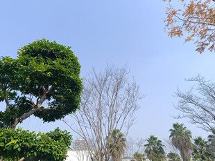 造型独特的绿植景观