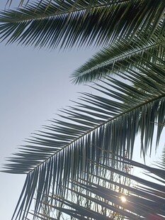 阳光下的棕榈树叶