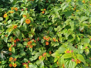 绿叶间的橙色小花