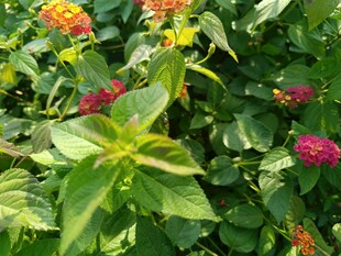 多彩花卉与绿叶相映成趣