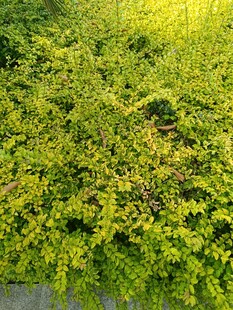 翠绿繁茂的爬藤植物景观