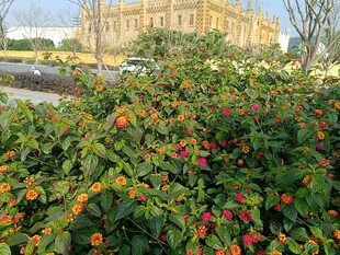 繁花绿植映衬下的宏伟建筑
