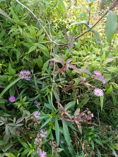 野外丛生的紫色小花植物