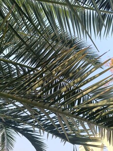 仰视下的棕榈树枝叶