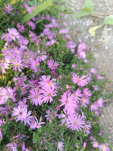 紫色小花绽放于草丛中