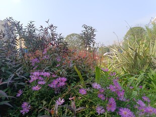 繁花盛开的多彩植物景观