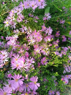 粉紫色小花绽放草丛中