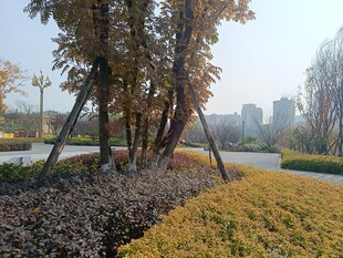 城市公园秋日景观一角