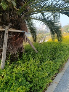 路边绿植与棕榈树景观
