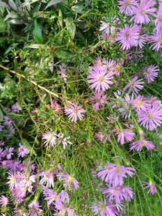 紫色野花绽放于草丛中