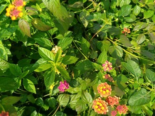 多彩小花绽放绿叶间