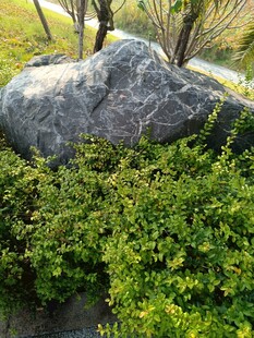 园林中巨石旁的葱郁绿植