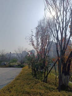 冬日路旁萧瑟树木景观