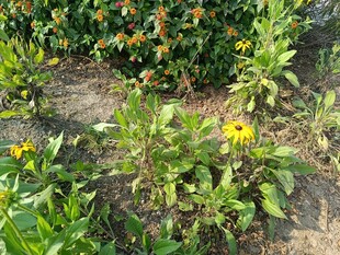 田野中的黄色小花植物