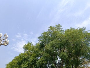 蓝天绿树间的清新景致