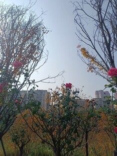 秋日萧瑟花木景观