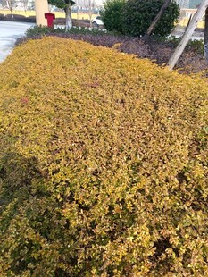 金黄落叶铺满地面景象