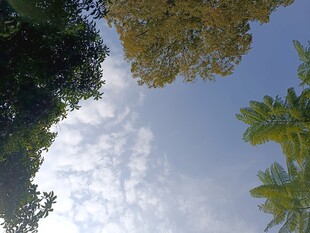 仰视蓝天绿树美景