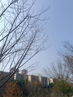 冬日城郊树木与建筑景观
