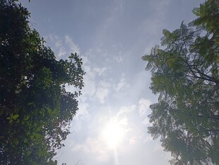 林间仰望阳光穿透树冠