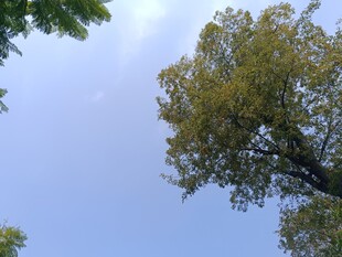 仰望蓝天绿树美景