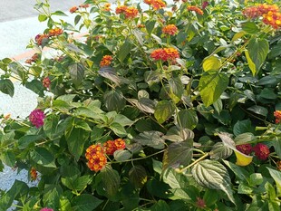 多彩花卉植物景观